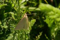 Udea lutealis