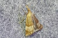 Chrysocrambus linetella