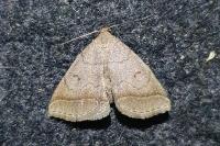 Zanclognatha lunalis