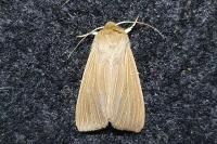Mythimna pallens