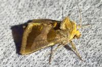 Diachrysia chrysitis