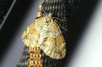 Thera obeliscata