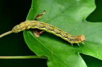 Erannis defoliaria
