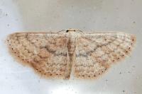 Scopula minorata