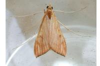 Antigastra catalaunalis