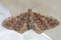 Nycterosea obstipata