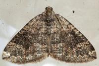 Larentia malvata