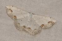 Scopula ornata