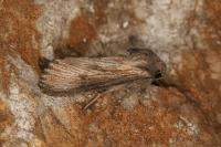 Aporophyla australis