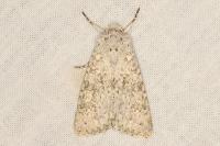 Aporophyla canescens