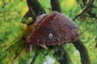 Nycterosea obstipata