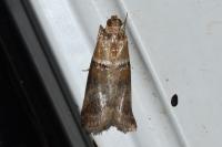 Acrobasis tumidana