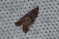 Acrobasis advenella