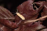Agriphila tristella