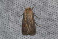 Agrotis exclamationis exclamationis