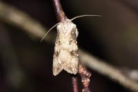 Agrotis puta