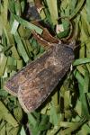 Agrotis segetum