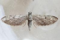 Eupithecia unedonata
