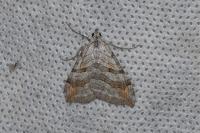 Aplocera efformata