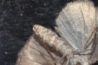 Aplocera efformata