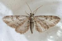 Eupithecia oxycedrata