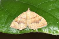 Camptogramma bilineata
