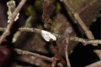 Cilix glaucata