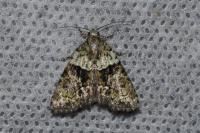 Cryphia algae