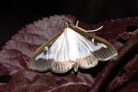 Cydalima perspectalis
