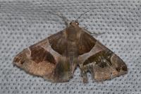 Dysgonia algira