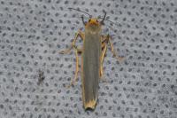 Manulea complana