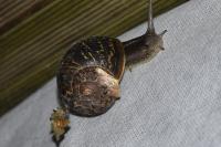 Endotricha flammealis
