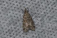 Eudonia mercurella