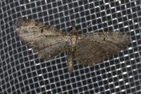 Eupithecia virgaureata