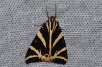 Euplagia quadripunctaria