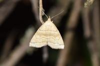 Herminia tarsicrinalis