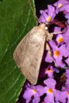 Hoplodrina ambigua