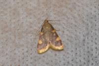 Hypsopygia costalis