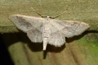 Idaea aversata