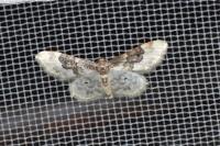 Idaea rusticata