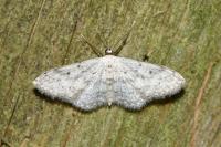 Idaea seriata