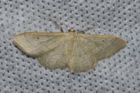 Idaea straminata
