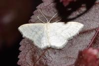 Idaea subsericeata