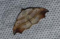 Laspeyria flexula