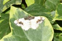 Ligdia adustata