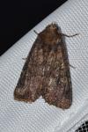 Mesapamea secalella/secalis