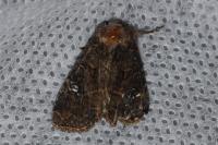 Mesapamea secalella/secalis