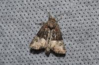 Mesoligia furuncula