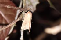 Mythimna albipuncta