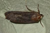 Noctua pronuba
